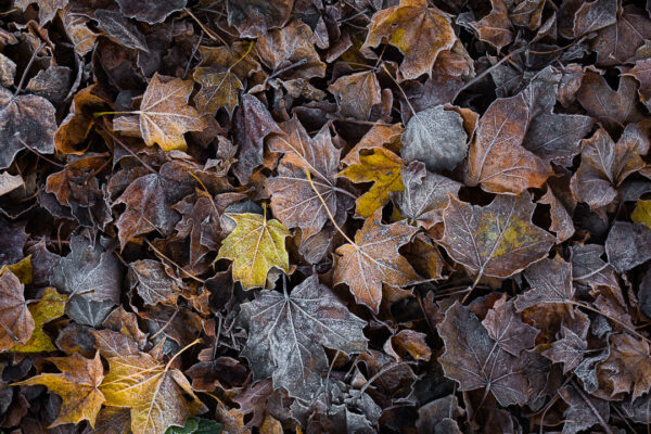 Postkort "Frost" (MSF) - Image 3
